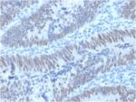 CDX2 / Caudal Type Homeobox 2 (GI Epithelial Marker) (PCRP-CDX2-1A3), CF488A conjugate, 0.1mg/mL
