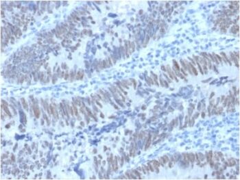 CDX2 / Caudal Type Homeobox 2 (GI Epithelial Marker) (PCRP-CDX2-1A3), CF488A conjugate, 0.1mg/mL