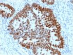 p53 Tumor Suppressor Protein (PCRP-TP53-2A10), CF647 conjugate, 0.1mg/mL