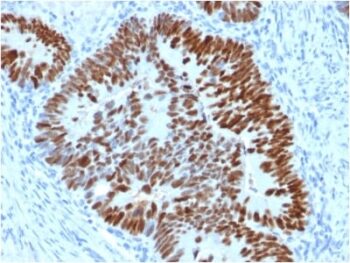 p53 Tumor Suppressor Protein (PCRP-TP53-2A10), CF647 conjugate, 0.1mg/mL