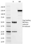 SOX9 / SRY-box 9 (PCRP-SOX9-1E5), CF488A conjugate, 0.1mg/mL