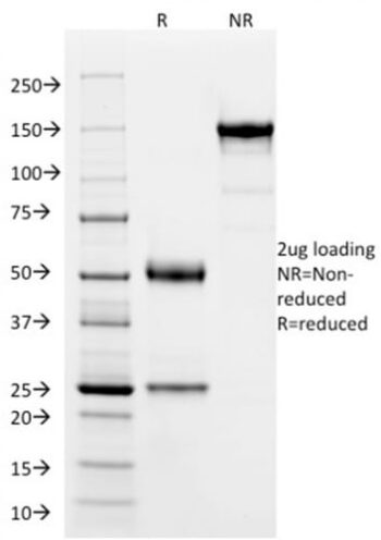 SOX9 / SRY-box 9 (PCRP-SOX9-1E5), CF488A conjugate, 0.1mg/mL