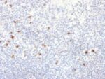 Human IgG4 (Ig Heavy Constant Gamma 4) (G4m Marker) (IGHG4/2042R), Biotin conjugate, 0.1mg/mL