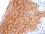Cytokeratin 16 (KRT16) (Suprabasal Keratinocyte Marker) (KRT16/2043R), CF488A conjugate, 0.1mg/mL 1 BNUB2043