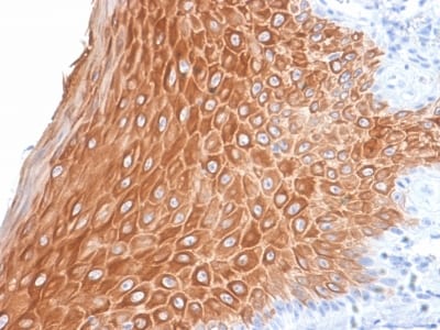 BNUB2043 BNUB2043- Immunomart