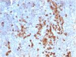 Human Kappa Light Chain / IGKC (B-Cell Marker) (rKLC709), CF568 conjugate, 0.1mg/mL