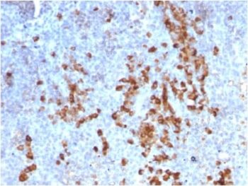 Human Kappa Light Chain / IGKC (B-Cell Marker) (rKLC709), CF568 conjugate, 0.1mg/mL
