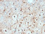 GFAP (Astrocyte & Neural Stem Cell Marker) (GFAP/2076), 0.2mg/mL