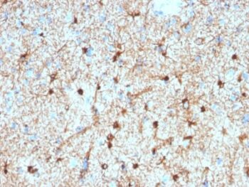 GFAP (Astrocyte & Neural Stem Cell Marker) (GFAP/2076), 0.2mg/mL