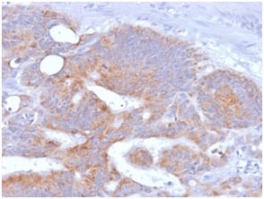 CD86 (Dendritic Cells Maturation Marker) (rC86/1146), CF405S conjugate, 0.1mg/mL