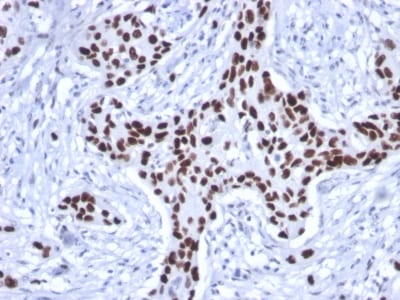 BNUB2091 BNUB2091- Immunomart