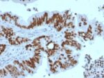 p53 Tumor Suppressor Protein (TP53/2092R), CF647 conjugate, 0.1mg/mL