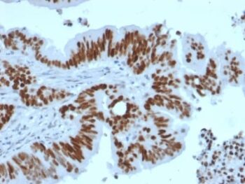 p53 Tumor Suppressor Protein (TP53/2092R), CF647 conjugate, 0.1mg/mL