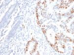 p53 Tumor Suppressor Protein (rBP53-12), CF640R conjugate, 0.1mg/mL