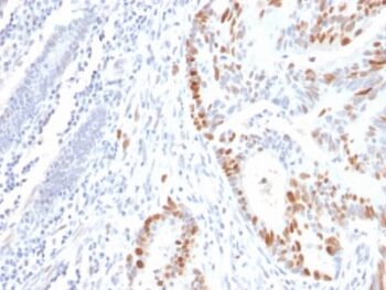 p53 Tumor Suppressor Protein (rBP53-12), CF640R conjugate, 0.1mg/mL
