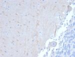 ATG5 (Autophagy Marker) (ATG5/2101), CF568 conjugate, 0.1mg/mL