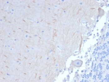 ATG5 (Autophagy Marker) (ATG5/2101), CF568 conjugate, 0.1mg/mL