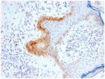 Cytokeratin 15 (Esophageal Squamous Cell Carcinoma Marker) (KRT15/2103R), CF740 conjugate, 0.1mg/mL 1 BNUB2103