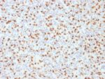 PU.1 (SPI-1) (B-Cell Marker) (PU1/2146), CF594 conjugate, 0.1mg/mL