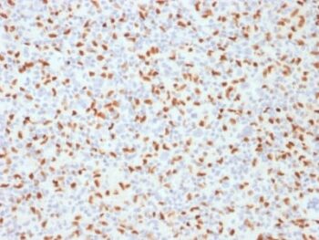 PU.1 (SPI-1) (B-Cell Marker) (PU1/2146), CF594 conjugate, 0.1mg/mL