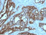 TACSTD2 / TROP2 (Epithelial Marker) (TACSTD2/2152), CF488A conjugate, 0.1mg/mL