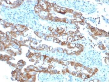 TACSTD2 / TROP2 (Epithelial Marker) (TACSTD2/2153), 0.2mg/mL