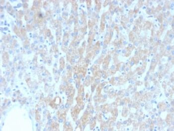 HSP60 (Heat Shock Protein 60) (Mitochondrial Marker) (rGROEL/780), 1mg/mL