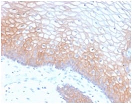 E-Cadherin (CDH1) / CD324 (Intercellular Junction Marker) (CDH1/2208R), 1mg/mL