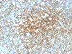 Bcl-2 (Apoptosis & Follicular Lymphoma Marker) (rBCL2/782), CF640R conjugate, 0.1mg/mL