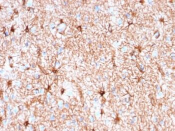 GFAP (Astrocyte & Neural Stem Cell Marker) (rASTRO/789), 1mg/mL