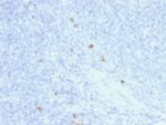 Human IgG4 (Ig Heavy Constant Gamma 4) (G4m Marker) (rIGHG4/1345), CF740 conjugate, 0.1mg/mL