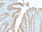 BNUB2304-2