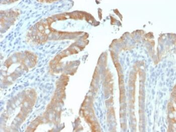 Cytokeratin 19 (KRT19) (Pancreatic Stem Cell Marker) (rKRT19/799), CF740 conjugate, 0.1mg/mL