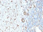Neurofilament (NF-H) (Neuronal Marker) (NEFL.H/2324R), CF640R conjugate, 0.1mg/mL