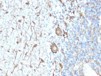 Neurofilament (NF-H) (Neuronal Marker) (NEFL.H/2324R), CF640R conjugate, 0.1mg/mL