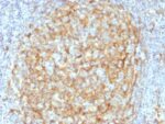 CD14 (Monocyte / Macrophage Marker) (LPSR/2386), CF647 conjugate, 0.1mg/mL