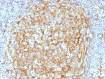CD14 (Monocyte / Macrophage Marker) (LPSR/2386), CF647 conjugate, 0.1mg/mL