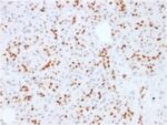 SOX9 / SRY-box 9 (SOX9/2387), CF640R conjugate, 0.1mg/mL