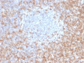 CD5 (Mantle Cell Lymphoma Marker) (CD5/2416), CF568 conjugate, 0.1mg/mL