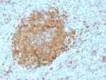 BOB.1 (B-Cell Marker) (BOB1/2425), CF647 conjugate, 0.1mg/mL