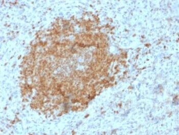 BOB.1 (B-Cell Marker) (BOB1/2425), CF647 conjugate, 0.1mg/mL
