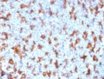 CD11c (Dendritic Cell Marker) (ITGAX/2507), CF405S conjugate, 0.1mg/mL