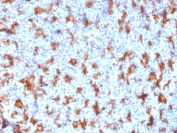 CD11c (Dendritic Cell Marker) (ITGAX/2507), CF405S conjugate, 0.1mg/mL