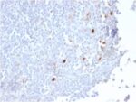 Human IgM (Immunoglobulin Mu Heavy Chain) (B-Cell Marker) (IGHM/2559R), CF405S conjugate, 0.1mg/mL