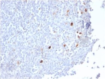 Human IgM (Immunoglobulin Mu Heavy Chain) (B-Cell Marker) (IGHM/2559R), CF405S conjugate, 0.1mg/mL