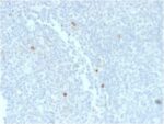 Human IgM (Immunoglobulin Mu Heavy Chain) (B-Cell Marker) (rIM373), 0.2mg/mL 1 BNUB2560