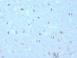 GAD1 / GAD67 (GABAergic Neuronal Marker) (GAD1/2563), 0.2mg/mL