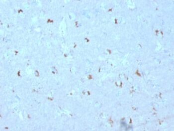 GAD1 / GAD67 (GABAergic Neuronal Marker) (GAD1/2563), 0.2mg/mL