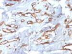 CD34 (Hematopoietic Stem Cell & Endothelial Marker) (HPCA1/2598R), CF405S conjugate, 0.1mg/mL