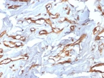 CD34 (Hematopoietic Stem Cell & Endothelial Marker) (HPCA1/2598R), CF405S conjugate, 0.1mg/mL